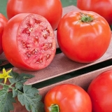 Kako hraniti paradajz nakon sadnje u zemlju